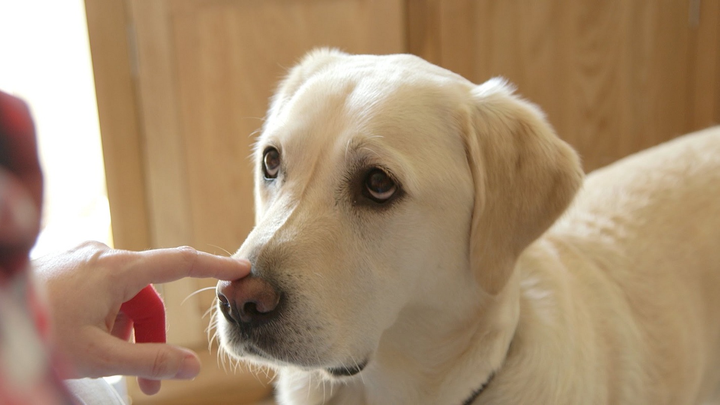 Did you know that dogs can detect diabetes?