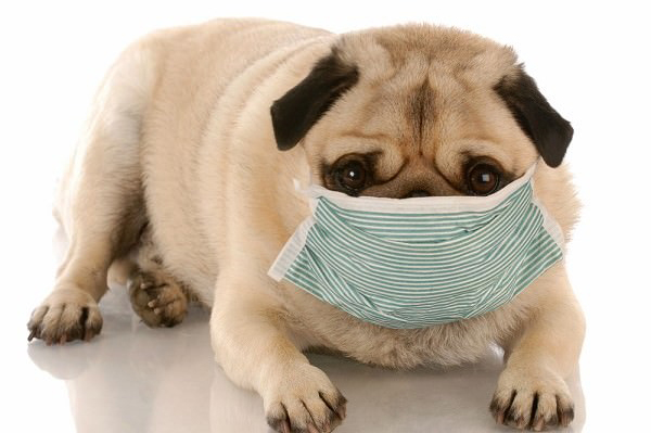 How to prevent canine flu in our pet?