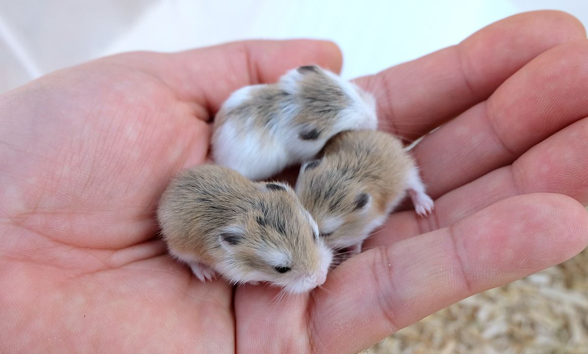 Hamster: 12 Interesting Facts About Them