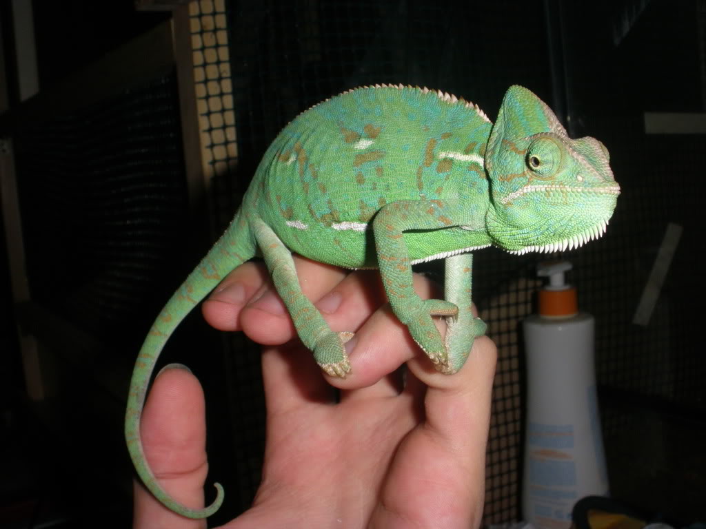 Which Reptiles Are Recommended For Beginners